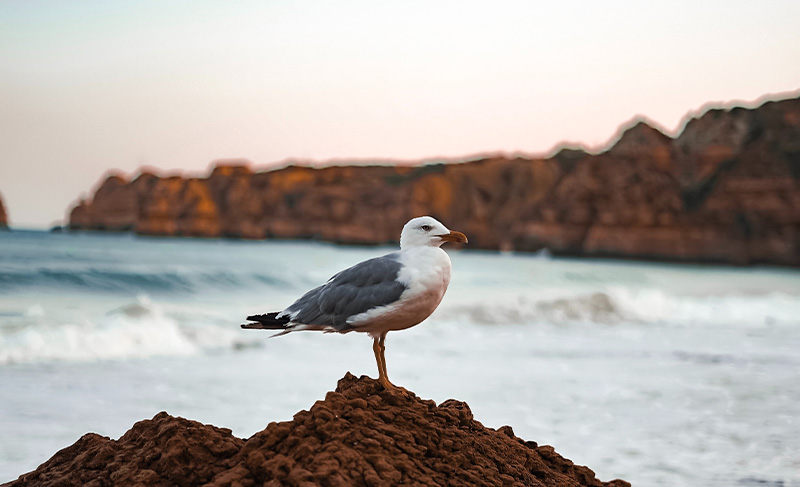 Praia da Dona Ana