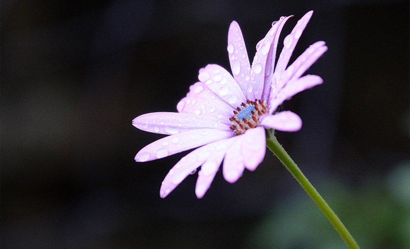 Flora na Lousa