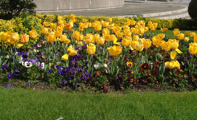 Flores em Lousada