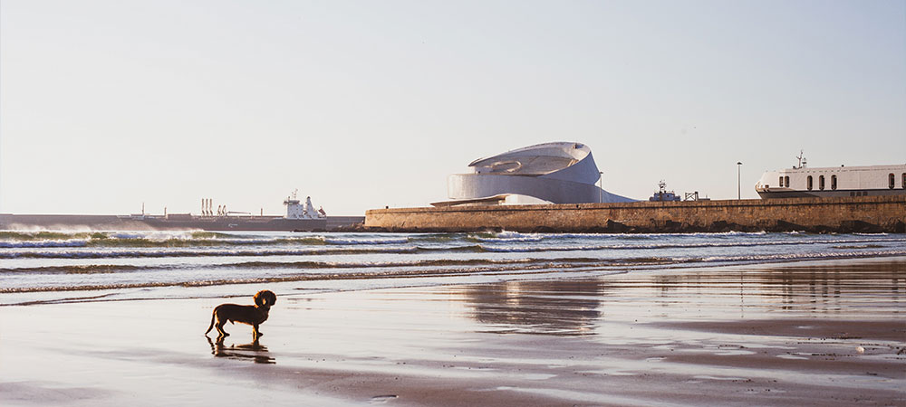 Cão na praia em Matosinhos