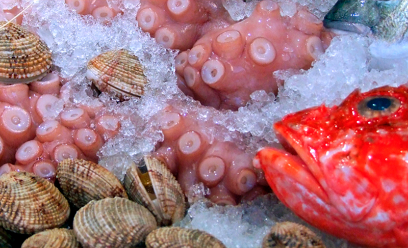 Peixe de Matosinhos