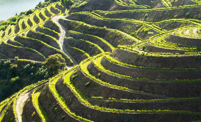 Montes do Douro