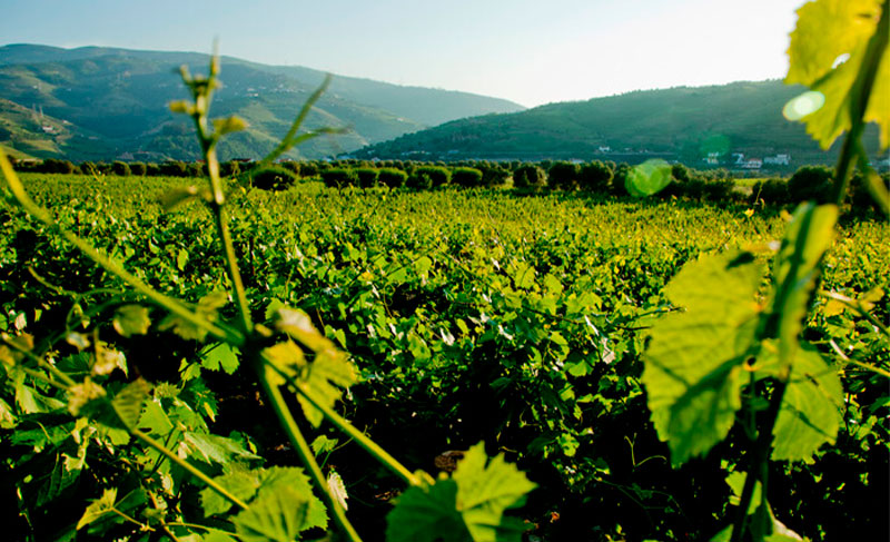 Quinta da Pacheca