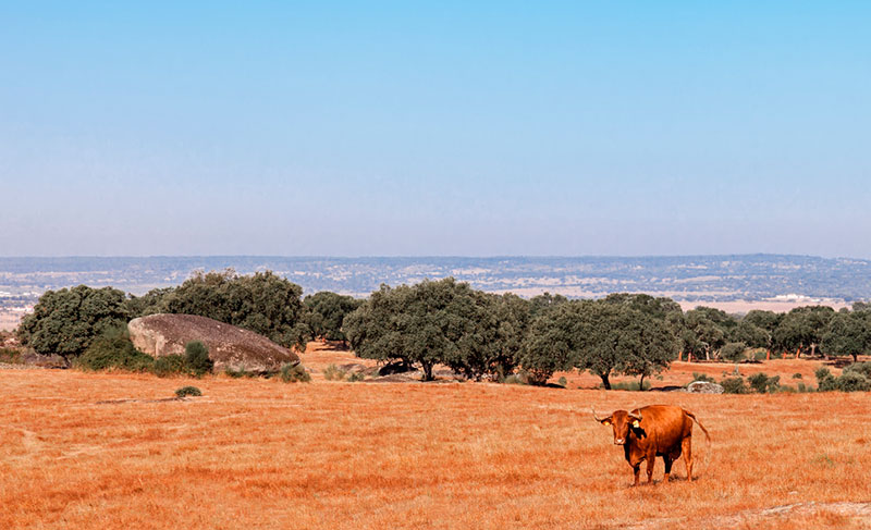 A paz do campo