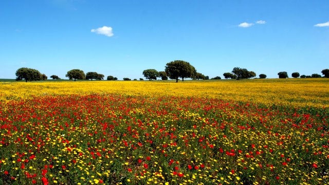Passeio Primavera