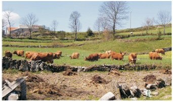 Gado Barrosão, no pasto