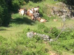 São Pedro do Sul - Rebanho de Cabras - Manhouce